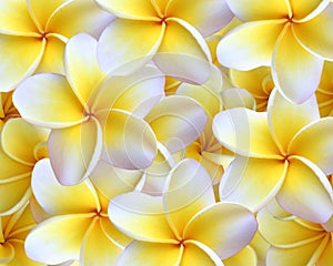 Plumeria Background