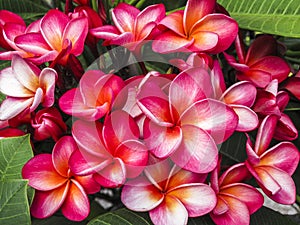 Plumeria Blooms