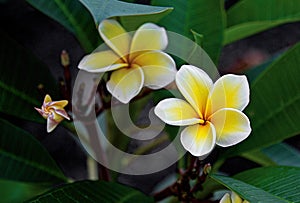 Plumeria Blooms