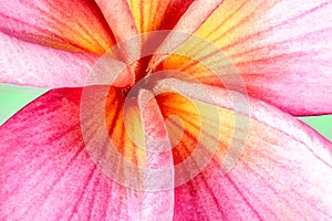 Plumeria Blossom Close-up