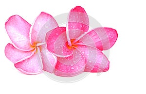 Plumeria Blossoms