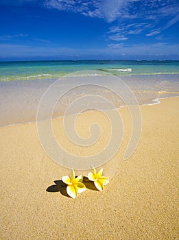 Plumeria blossoms lie on white sand