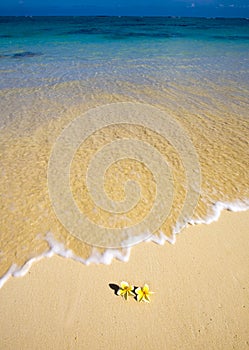 Plumeria blossoms lie on white sand