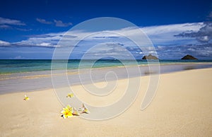 Plumeria blossoms on a tropical beach photo