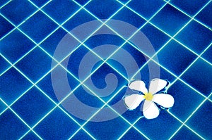 Plumeria on the blue water background