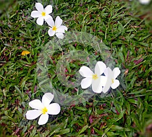 plumeria fallen