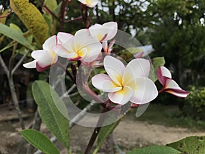 Plumeria photo