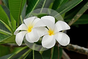 Plumeria flower