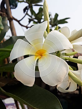 Plumeria flower