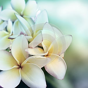 Plumeria flower background