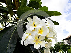 Plumeria flower is blooming in the day