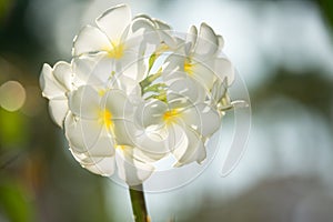 Plumeria flower blooming in nature