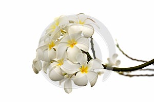 Plumeria flower blossom isolate on white background