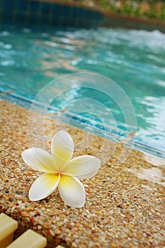 Plumeria flower and blue swimming pool rippled water detail