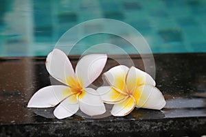Plumeria flower and blue swimming pool rippled water detail
