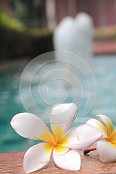 Plumeria flower and blue swimming pool rippled water detail