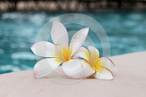 Plumeria flower and blue swimming pool rippled water detail