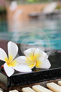 Plumeria flower and blue swimming pool rippled water detail