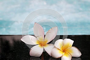 Plumeria flower and blue swimming pool rippled water detail