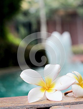 Plumeria flower and blue swimming pool rippled water detail