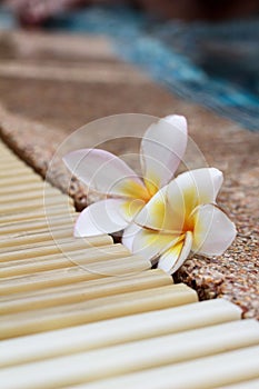 Plumeria flower and blue swimming pool rippled water detail