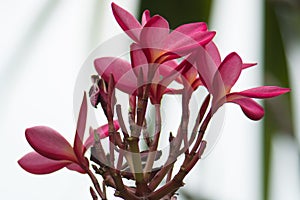 Plumeria flower color Blooming beautiful Get beautiful bokeh da