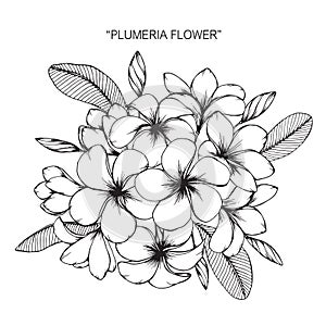 Plumeria flower drawing and sketch.