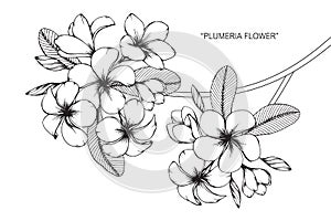 Plumeria flower drawing and sketch.