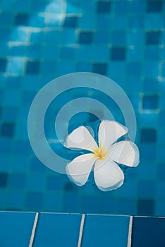 Plumeria flower floating