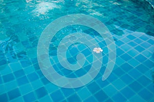 Plumeria flower floating on the pool.