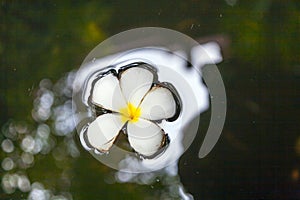 Flor (arbustos) flotante sobre el superficie de Agua 