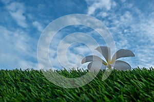 Plumeria flower on grass and blue sky background