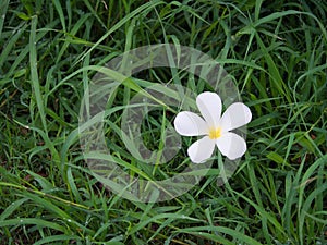 Plumeria Flower on The Lawn