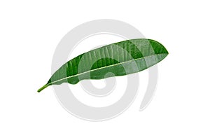 Plumeria flower leaf solated on white