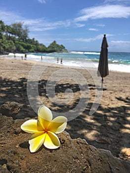 Plumeria flower on the Ocean scene in maui hawaii