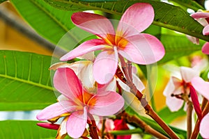 Plumeria Flower with pink and red colour