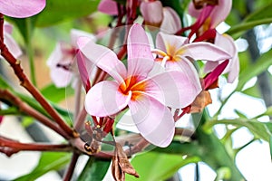 Plumeria Flower with pink and red colour