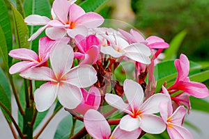 Plumeria Flower with pink and red colour