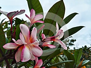 Plumeria flower pink and white frangipani tropical flowe