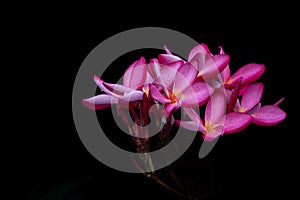 Plumeria flower pink and white frangipani tropical flower plumeria flower blooming on tree spa flower