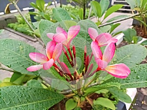 Plumeria flower pink and white frangipani tropical flower, plumeria flower blooming on tree, spa flower with geen leaves