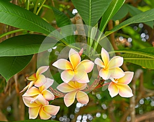 Plumeria flower pink;yellow flower  Plumeria flower with garden nature background .flower ` Hawai in calm veiw