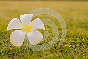 Plumeria Flower placed on the lawn