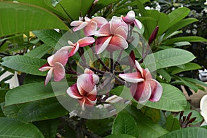 Plumeria flower is a plant that is popularly planted because of its colorful flowers.