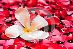 Plumeria flower and red rose petal in spa pool