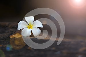 Plumeria flower on Rock stone with copy space