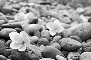 Plumeria flower on stone black and white tone color for spa relax
