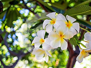 Plumeria flower on a tree brance