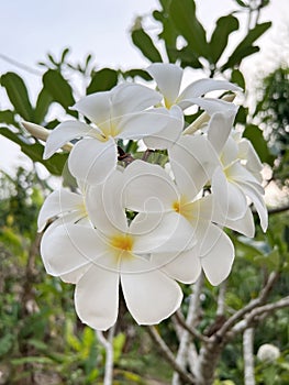 plumeria flower on tree in nature garden