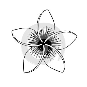Plumeria flower. Tropical flower isolated on white. Vector illustration photo